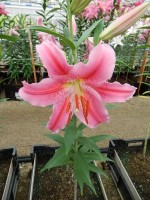 [4209 Lodi No02.JPG]